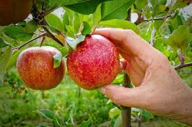 Comment Faire Murir Les Fruits