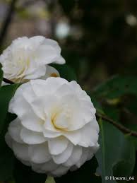 Shiragiku Beautiful Flowers Showy Flowers Amazing Flowers