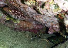 Image result for Zornia punctatissima