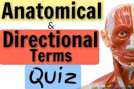 Let's take a more detailed look at the labels used for different parts of the anatomy. Directional Terms Quiz Anatomy And Physiology