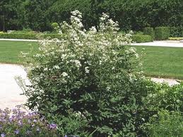 Image result for Clematis recta atropurpurea