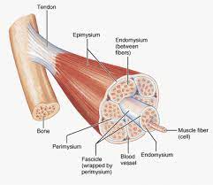 Smooth muscle lines the inside of blood vessels and organs, such as the stomach, and is also known as visceral muscle. Muscles Of The Body Exposed Muscle Diagram Skeletal Muscle Human Body Muscles