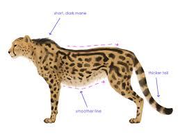 I'm drawing cats exclusively through cameo now! Drawingbigcats 4 9 King Cheetah Silhouette Animal Drawings Animal Sketches Cheetah Drawing