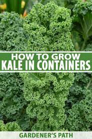 How to grow kale in garden. How To Grow Kale In Containers Gardener S Path
