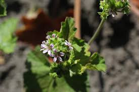Image result for Pelargonium apetalum