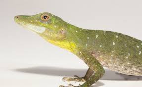 Image result for Anolis punctatus
