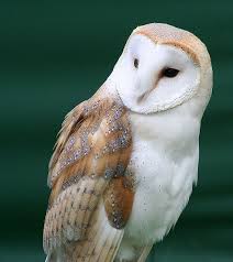 Barn Owl Tyto Alba Animals A Z Animals