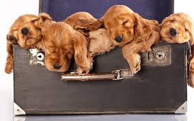 Download Wallpapers Cocker Spaniel Puppies Cute Animals Small Dogs Suitcase Besthqwallpapers Com Cocker Spaniel Puppies Spaniel Puppies Sleeping Puppies