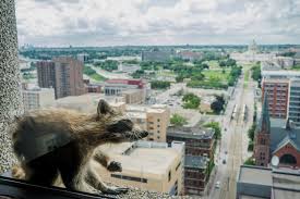 Please note that the cat welfare society is. Daredevil Raccoon Climbs Minnesota Skyscraper And Becomes A Sensation The New York Times