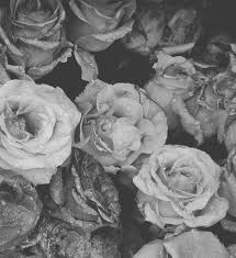 Black And White Rose Background Black And White Rose Background Beautiful Hoa