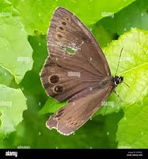 Image result for Lopinga achine