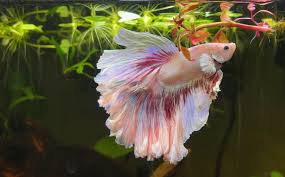 White opal betta commission for: Pejantan Putih Opal Bettafish Fish Betta Indonesia Facebook