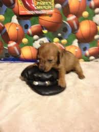 If you find a breeder in springfield, missouri. Mini Dachshund Puppy S For Sale In Mount Olive Illinois Classified Americanlisted Com