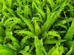 Image result for Asplenium bugoiense