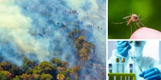 Fix the damaged part so that any movement by the patient cannot cause the broken bone to move, as this will increase the deformity, cause great pain and make shock worse. Climate Change And Communicable Diseases The Bmj