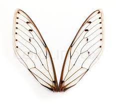 The veined wing of the clanger cicada kills bacteria without any chemical action — one of the first natural surfaces found to do so. Cicada Wings Stock Image Colourbox