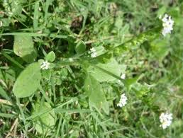 Image result for Euploca ovalifolia