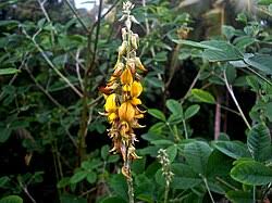 Image result for Crotalaria heidmannii