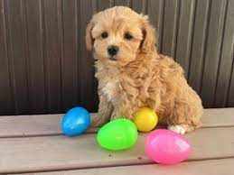 Browse thru thousands of maltese dogs for adoption near valparaiso, indiana, usa area , listed by dog rescue organizations and individuals, to find your match. 5 Best Maltipoo Breeders In Indiana 2021 We Love Doodles