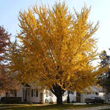 Browse our wide selection of beautiful accent trees, flowering shrubs, & perennials. Ginkgo Trees For Sale Fastgrowingtrees Com