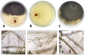 Image result for Botrytis cinerea