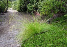 Image result for Festuca