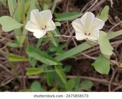 Image result for Xenostegia