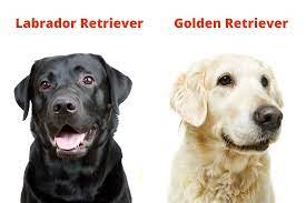 Adesea, asociați cu copiii și viața suburbană, și cu dragostea lor față de apă. Unterschied Zwischen Labrador Retriever Und Golden Retriever