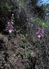 Image result for Eulophia guineensis