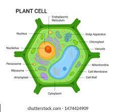 Maybe you would like to learn more about one of these? Illustration Plant Cell Anatomy Structure Vector Stock Vector Royalty Free 1474424909