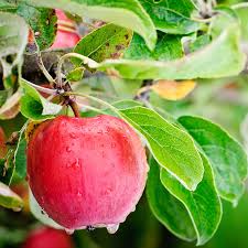 Äpfel, allgemein eine pflanzengattung (malus) von kernobstgewächsen innerhalb der familie der rosengewächse. Apfel Die Ideale Zwischenmahlzeit Die Techniker