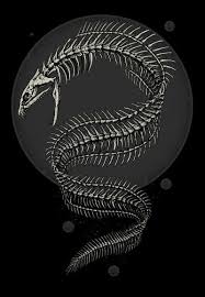 Moray Eel Skeleton Skeleton Drawings Skeleton Tattoos Art