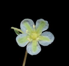 Image result for Psammotropha myriantha