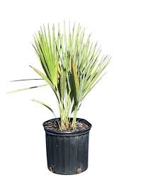 Image result for Acoelorrhaphe wrightii