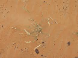 Image result for Centropodia