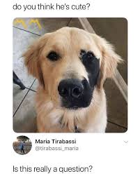 38 Random Animal Pictures That Are Way Funnier Than You Can Imagine Amanda Billington Amanda Animal Billingt Cute Baby Animals Cute Animals Rare Animals