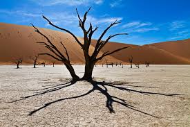 Check out this photograph of camel thorn trees in namibia shot by frans lanting. Camel Thorn Trees Of Deadvlei Namib Desert Iii