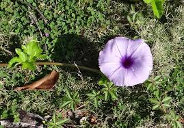 Image result for Ipomoea cairica