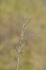 Image result for Arundinella