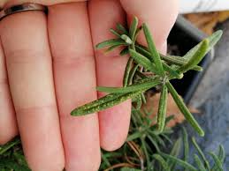 Yellowed leaves on roses aren't attractive, and when they fall off, they leave a bare, skeletal plant. White And Yellow Spots On My Rosemary More Info In Comments Plantclinic