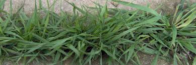 Differences, similarities and how to control them. How To Tell The Difference Between Quackgrass Fescue And Crabgrass Solutions Pest Lawn