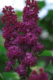 18 Lilac Varieties Hgtv Gardens Lilac Varieties Lilac Bushes Flower Landscape