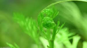 Image result for Aquarium Plants With Simple Alternate Leaf Floating Beneath Water.