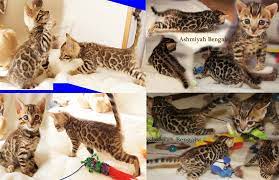 Maybe you would like to learn more about one of these? Kittens Free To Good Home Perth