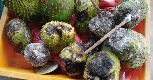 Bagi penanaman di ladahg, jarak tanaman yang disyorkan ialah 6 meter x 6 meter dengan menggunakan. Buah Durian Belanda Rosak Dan Ada Tampok Tampok Hitam Rupanya Ini Yang Perlu Dilakukan Impiana