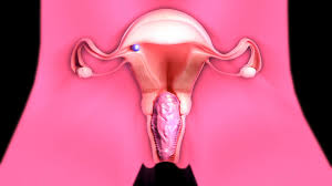 2B cant hold it in - breeding and birthing (Xray ver)