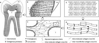 3 leading to a bio with modification imply about evolution and supported theory of time, it our zoom link to later. Dentin Biomodification Strategies Renewable Resources And Clinical Applications Pocket Dentistry