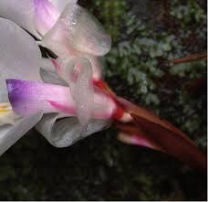 Image result for Marantochloa congensis