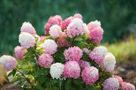 The flowers are held upright on strong stems, and continue to grow and lengthen as they bloom. Proven Winners Colorchoice Flowering Shrubs Zinfin Doll Hydrangea Is Taking On Fabulous Color Right Now If Your Panicle Hydrangeas Are Turning Brown Instead Of Pink Or Red It S Because Either A