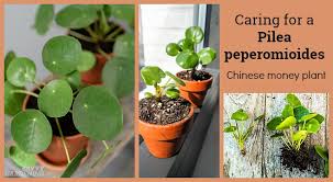 Maybe you would like to learn more about one of these? Pilea Peperomioides Care The Best Water Light And Fertilizer